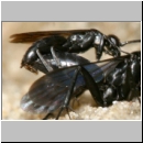 Anoplius nigerrimus - Wegwespen-Paarung 01d OS-Hasbergen-Lehmhuegel.jpg